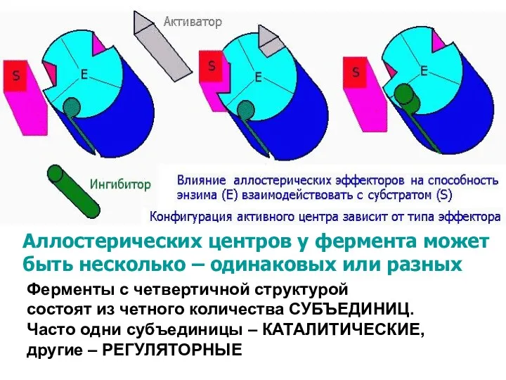 Ферменты с четвертичной структурой состоят из четного количества СУБЪЕДИНИЦ. Часто