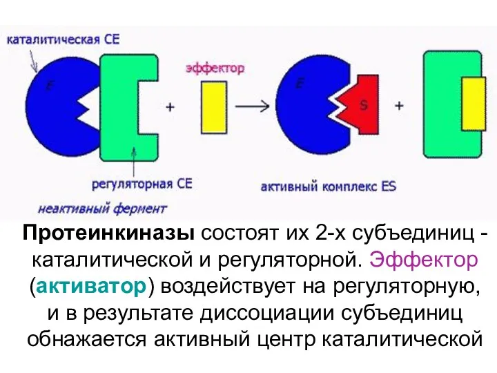 Протеинкиназы состоят их 2-х субъединиц - каталитической и регуляторной. Эффектор