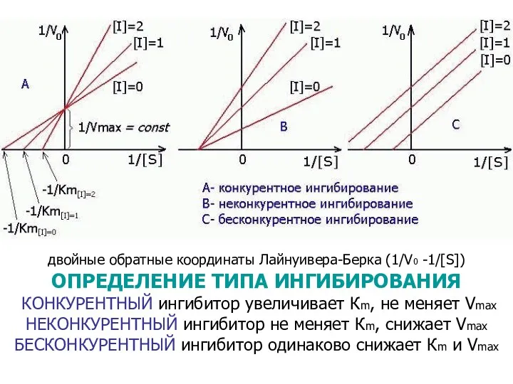 двойные обратные координаты Лайнуивера-Берка (1/V0 -1/[S]) ОПРЕДЕЛЕНИЕ ТИПА ИНГИБИРОВАНИЯ КОНКУРЕНТНЫЙ