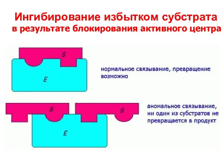 Ингибирование избытком субстрата в результате блокирования активного центра