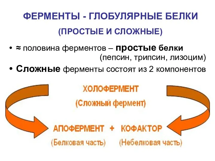 ФЕРМЕНТЫ - ГЛОБУЛЯРНЫЕ БЕЛКИ (ПРОСТЫЕ И СЛОЖНЫЕ) ≈ половина ферментов