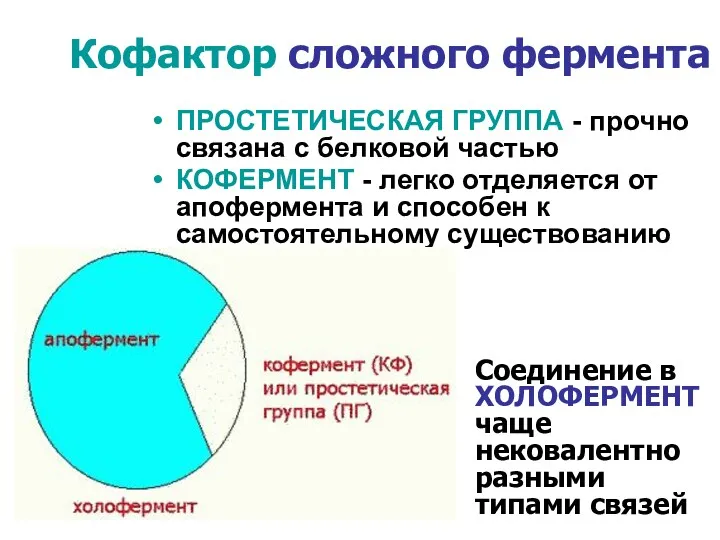 ПРОСТЕТИЧЕСКАЯ ГРУППА - прочно связана с белковой частью КОФЕРМЕНТ -