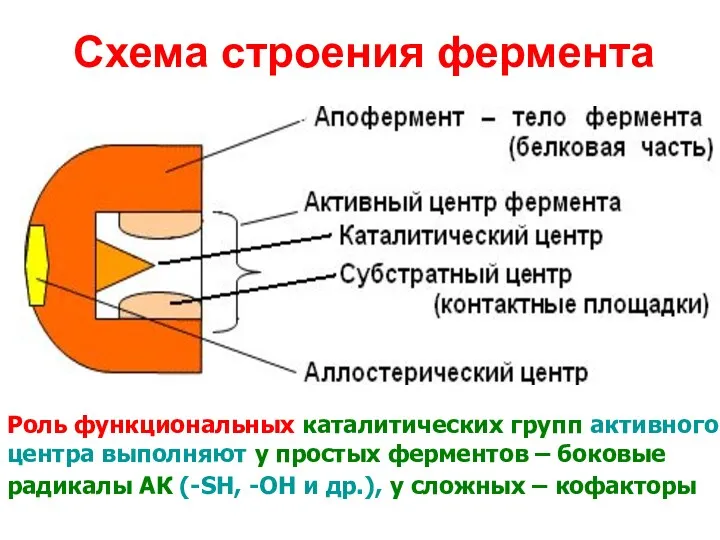 Схема строения фермента Роль функциональных каталитических групп активного центра выполняют