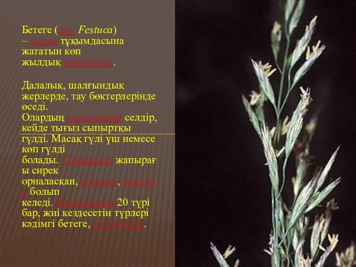 Бетеге (лат. Festuca) – астық тұқымдасына жататын көп жылдық өсімдіктер.