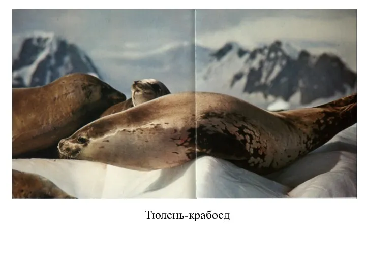 Тюлень-крабоед