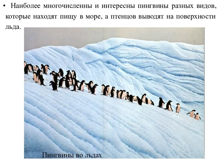 Пингвины во льдах . Наиболее многочисленны и интересны пингвины разных видов, которые находят