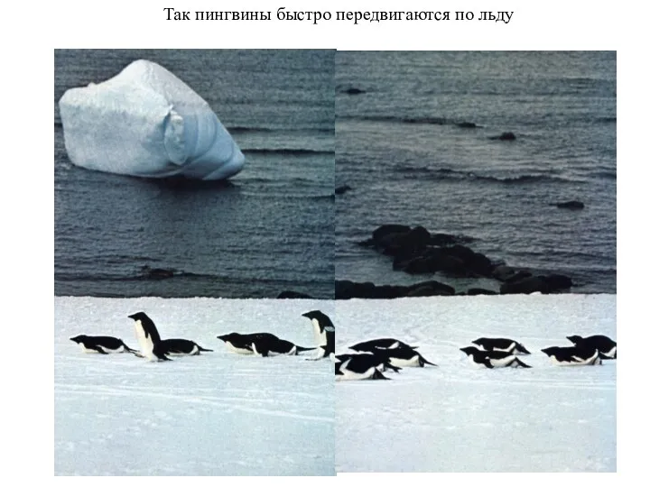 Так пингвины быстро передвигаются по льду