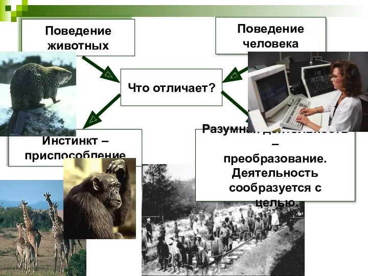 Поведение животных Поведение человека Что отличает? Инстинкт – приспособление Разумная