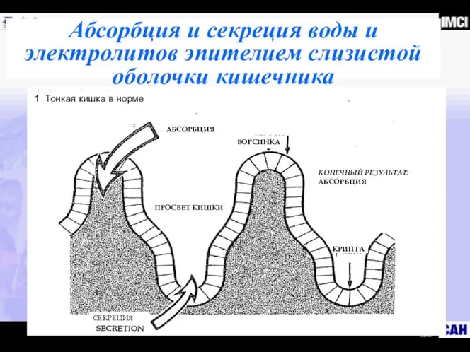 Абсорбция и секреция воды и электролитов эпителием слизистой оболочки кишечника