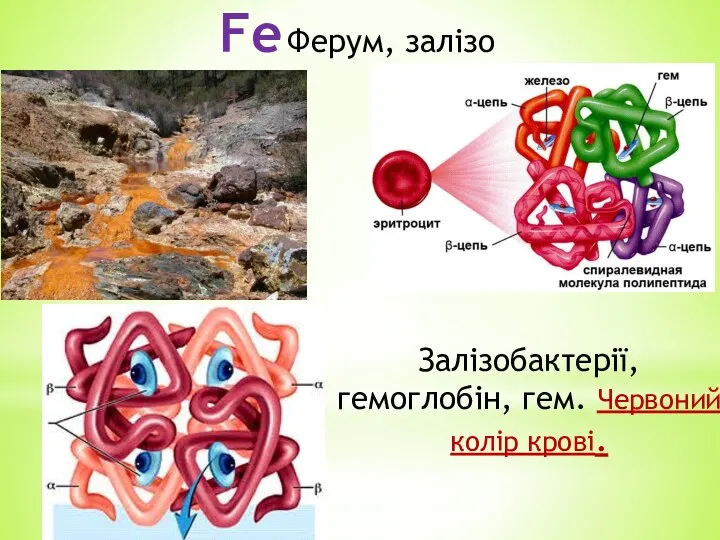 Fe Ферум, залізо Залізобактерії, гемоглобін, гем. Червоний колір крові.