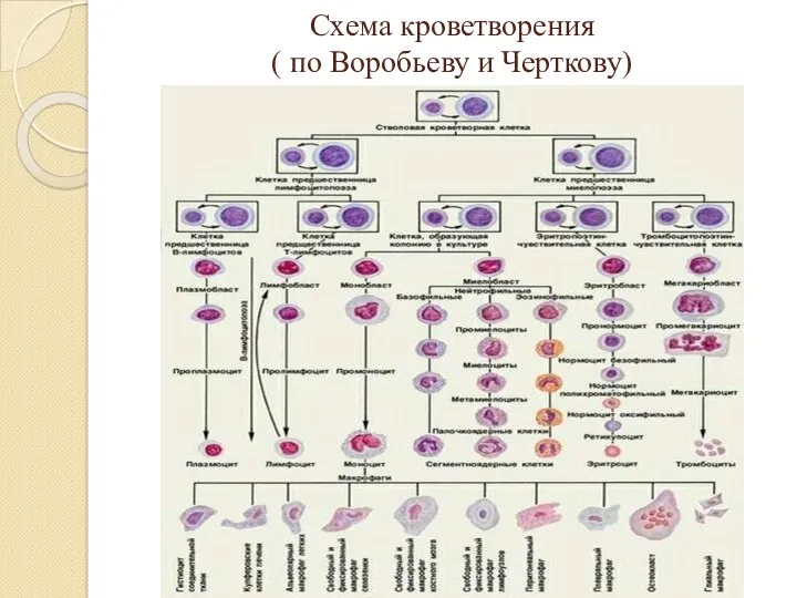 Схема кроветворения ( по Воробьеву и Черткову)