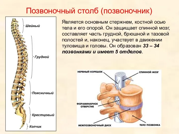 Позвоночный столб (позвоночник) Является основным стержнем, костной осью тела и