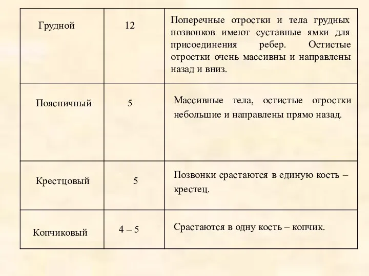 12 Поперечные отростки и тела грудных позвонков имеют суставные ямки