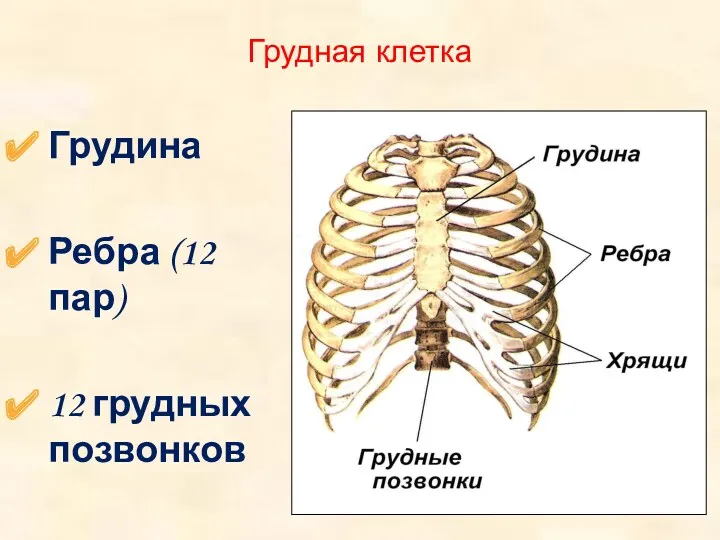 Грудная клетка Грудина Ребра (12 пар) 12 грудных позвонков