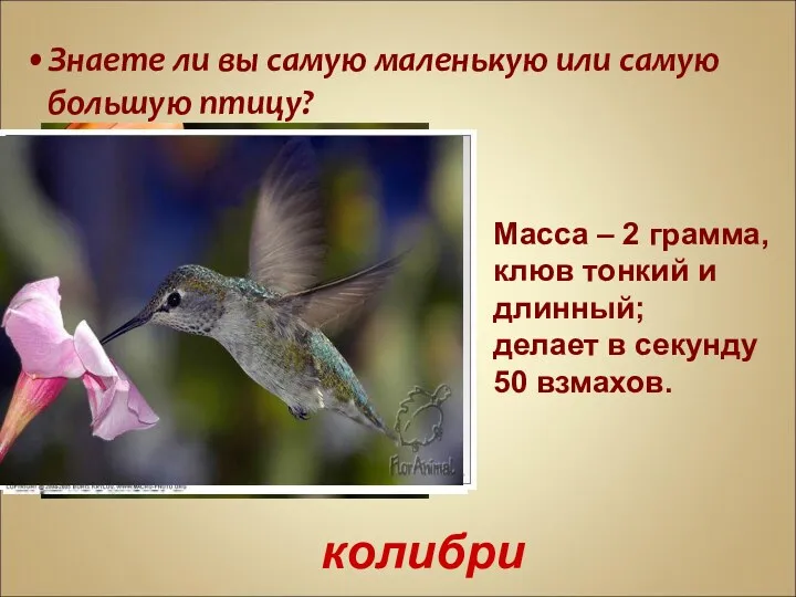 Знаете ли вы самую маленькую или самую большую птицу? Масса