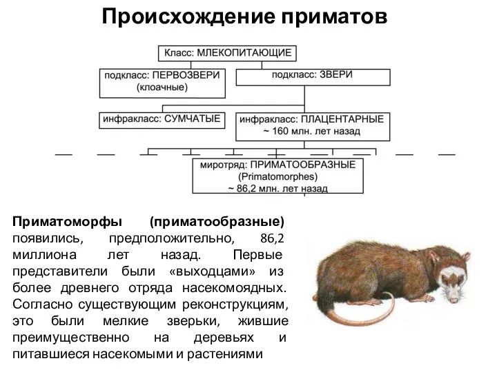 Происхождение приматов Приматоморфы (приматообразные) появились, предположительно, 86,2 миллиона лет назад.