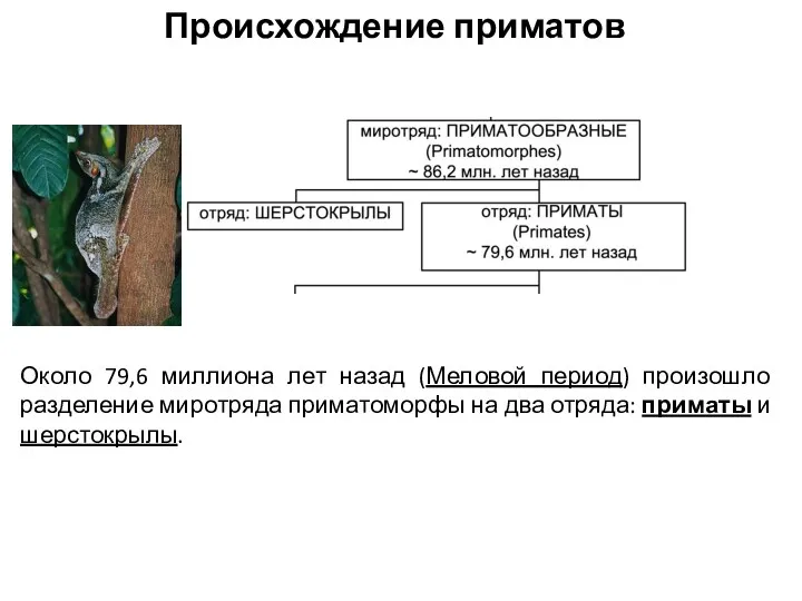 Происхождение приматов Около 79,6 миллиона лет назад (Меловой период) произошло