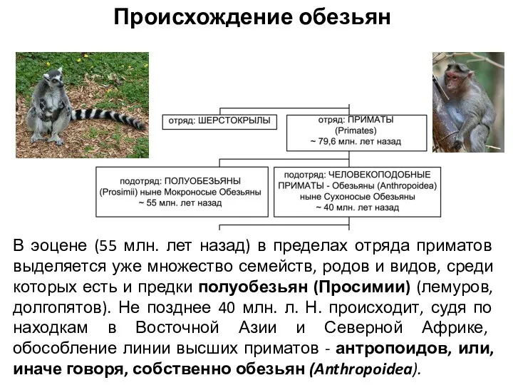 Происхождение обезьян В эоцене (55 млн. лет назад) в пределах