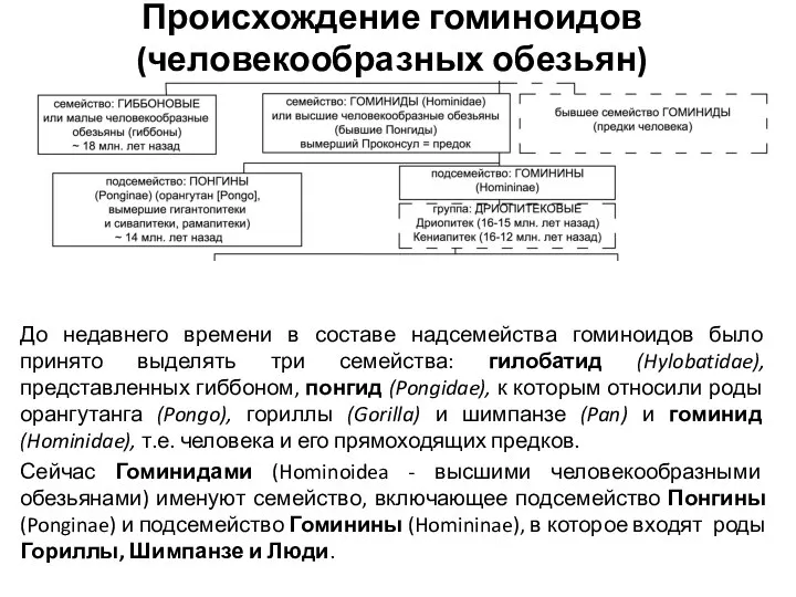 Происхождение гоминоидов (человекообразных обезьян) До недавнего времени в составе надсемейства