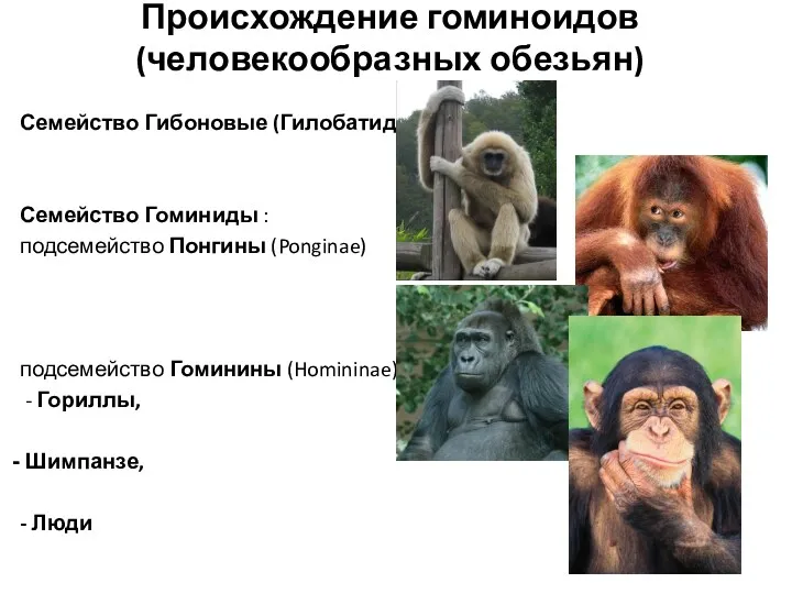 Происхождение гоминоидов (человекообразных обезьян) Семейство Гибоновые (Гилобатиды) Семейство Гоминиды :