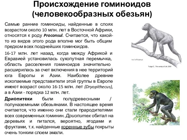 Происхождение гоминоидов (человекообразных обезьян) Самые ранние гоминоиды, найденные в слоях