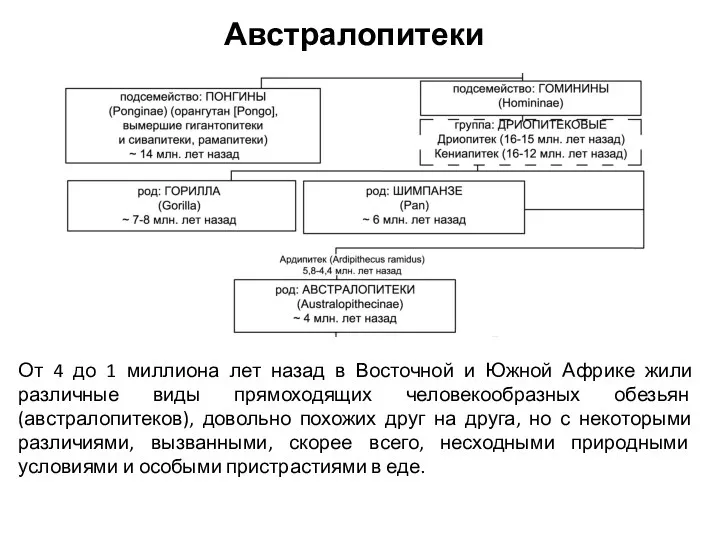 Австралопитеки От 4 до 1 миллиона лет назад в Восточной