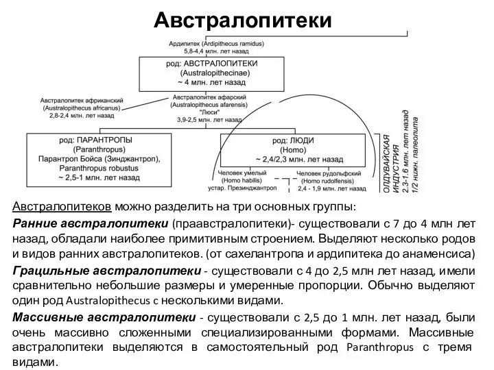 Австралопитеки Австралопитеков можно разделить на три основных группы: Ранние австралопитеки