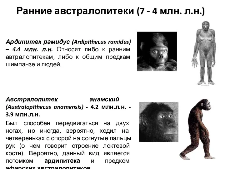 Ранние австралопитеки (7 - 4 млн. л.н.) Ардипитек рамидус (Ardipithecus