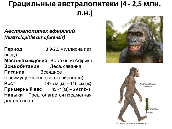 Грацильные австралопитеки (4 - 2,5 млн. л.н.) Австралопитек афарский (Australopithecus