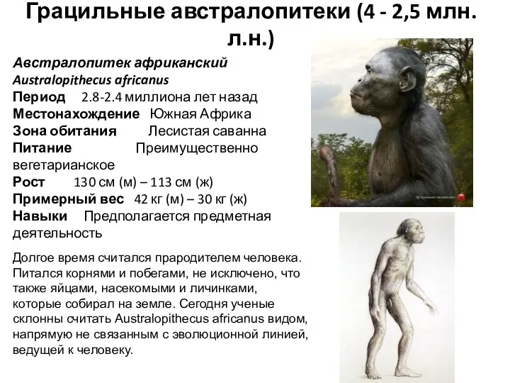 Грацильные австралопитеки (4 - 2,5 млн. л.н.) Австралопитек африканский Australopithecus