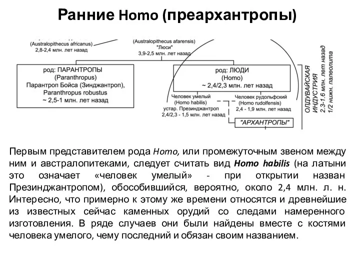 Ранние Homo (преархантропы) Первым представителем рода Homo, или промежуточным звеном