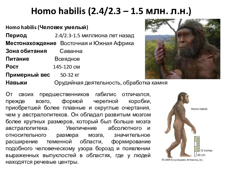 Homo habilis (2.4/2.3 – 1.5 млн. л.н.) Homo habilis (Человек