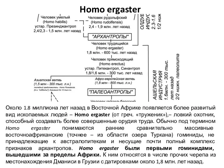 Homo ergaster Около 1.8 миллиона лет назад в Восточной Африке