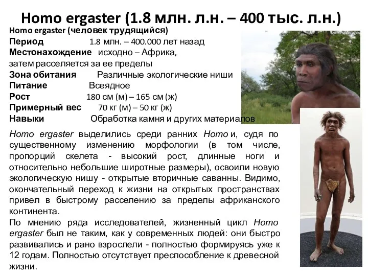 Homo ergaster (1.8 млн. л.н. – 400 тыс. л.н.) Homo