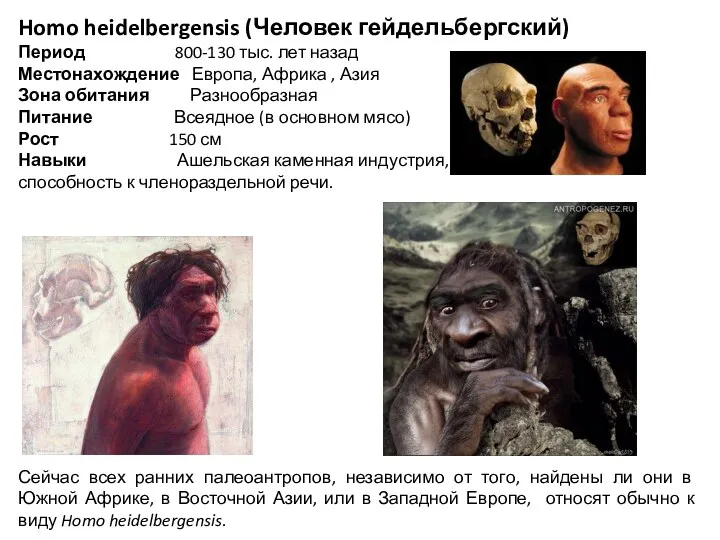 Homo heidelbergensis (Человек гейдельбергский) Период 800-130 тыс. лет назад Местонахождение