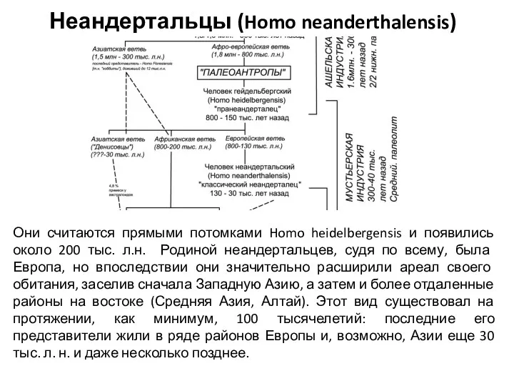 Неандертальцы (Homo neanderthalensis) Они считаются прямыми потомками Homo heidelbergensis и