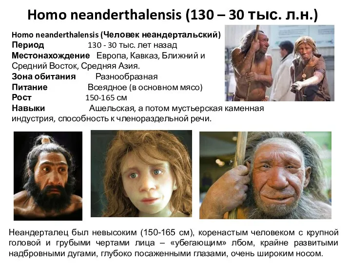 Homo neanderthalensis (130 – 30 тыс. л.н.) Homo neanderthalensis (Человек