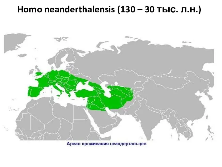 Homo neanderthalensis (130 – 30 тыс. л.н.)
