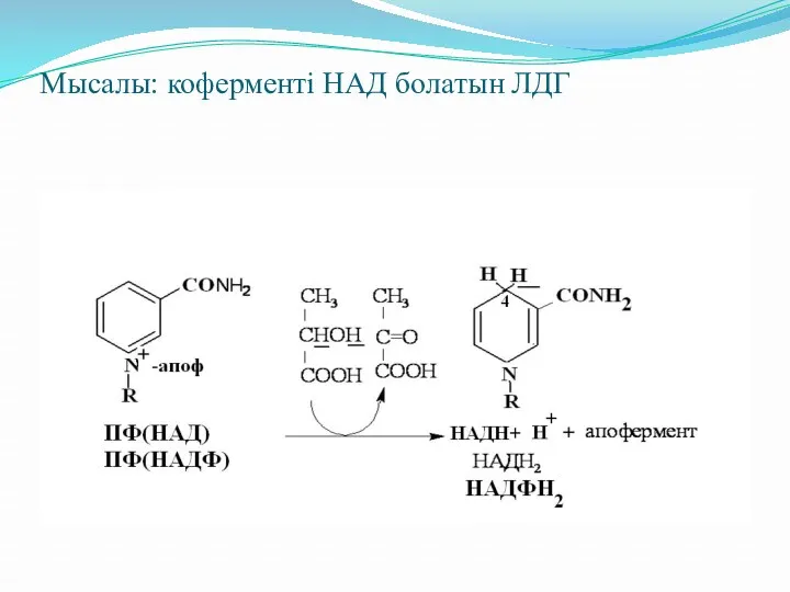 Мысалы: коферменті НАД болатын ЛДГ