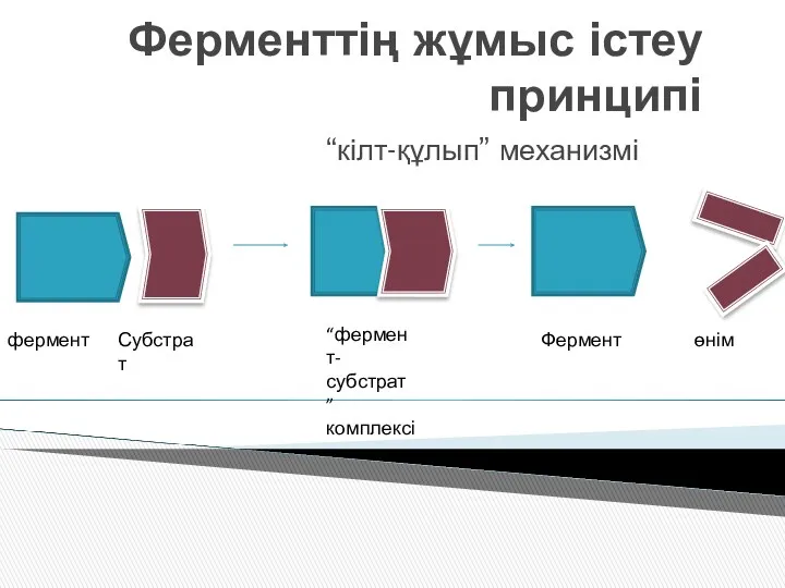 Ферменттің жұмыс істеу принципі “кілт-құлып” механизмі фермент Субстрат “фермент-субстрат ” комплексі Фермент өнім