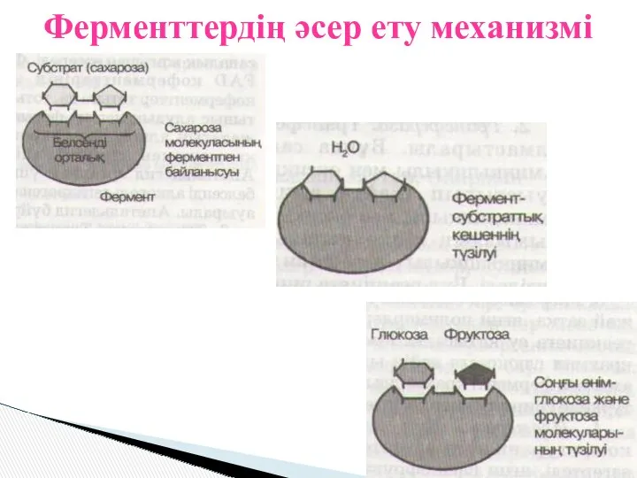 Ферменттердің әсер ету механизмі