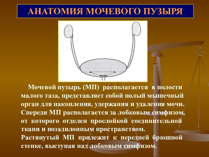 АНАТОМИЯ МОЧЕВОГО ПУЗЫРЯ Мочевой пузырь (МП) располагается в полости малого