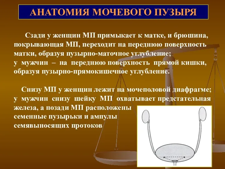 АНАТОМИЯ МОЧЕВОГО ПУЗЫРЯ Сзади у женщин МП примыкает к матке,