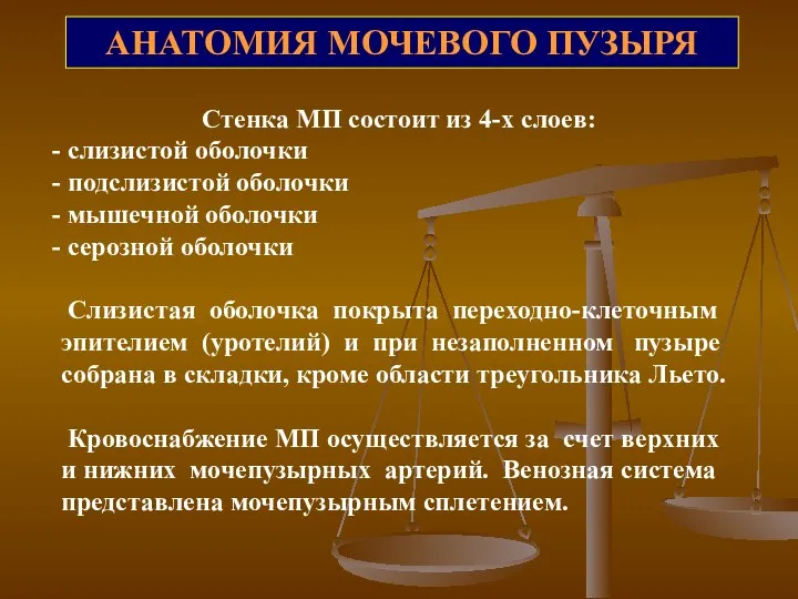 АНАТОМИЯ МОЧЕВОГО ПУЗЫРЯ Стенка МП состоит из 4-х слоев: слизистой