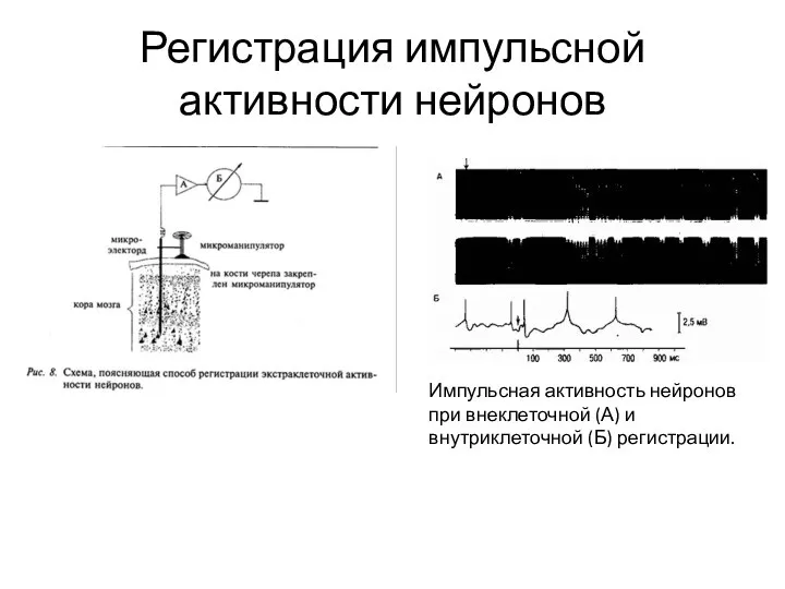 Регистрация импульсной активности нейронов Импульсная активность нейронов при внеклеточной (А) и внутриклеточной (Б) регистрации.