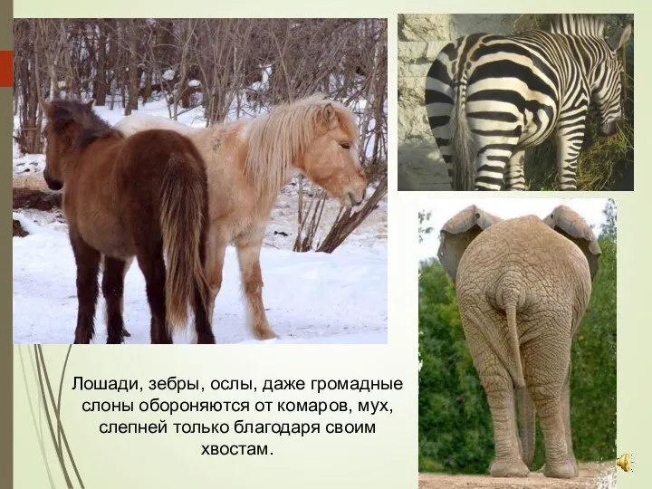 Лошади, зебры, ослы, даже громадные слоны обороняются от комаров, мух, слепней только благодаря своим хвостам.