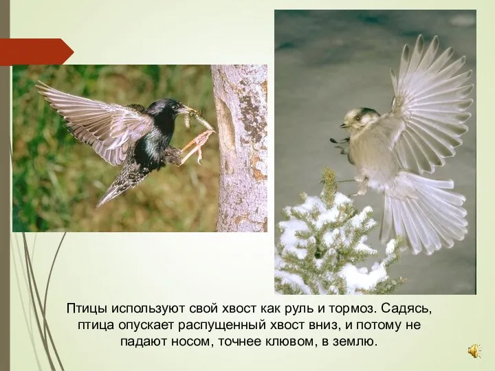 Птицы используют свой хвост как руль и тормоз. Садясь, птица