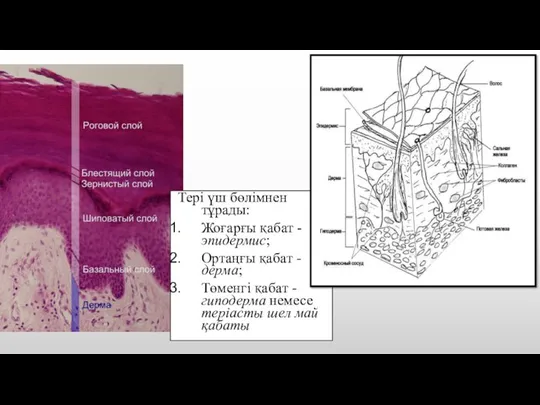 Тері үш бөлімнен тұрады: Жоғарғы қабат - эпидермис; Ортаңғы қабат