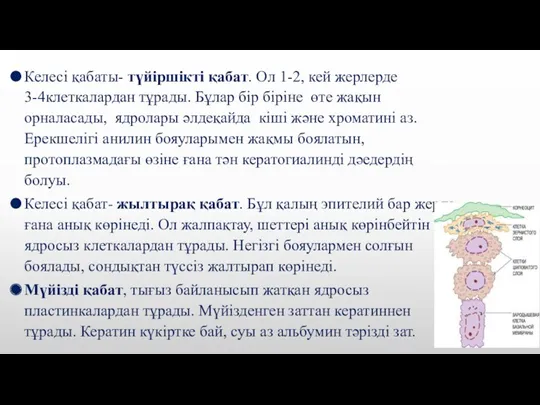 Келесі қабаты- түйіршікті қабат. Ол 1-2, кей жерлерде 3-4клеткалардан тұрады.