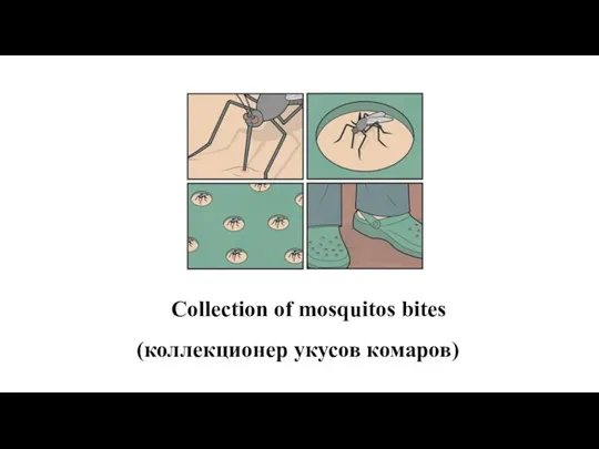 Collection of mosquitos bites (коллекционер укусов комаров)